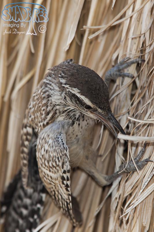 Cactus Wren - Campylorhynchus brunneicapillus
