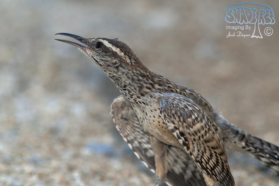 Cactus Wren - Campylorhynchus brunneicapillus