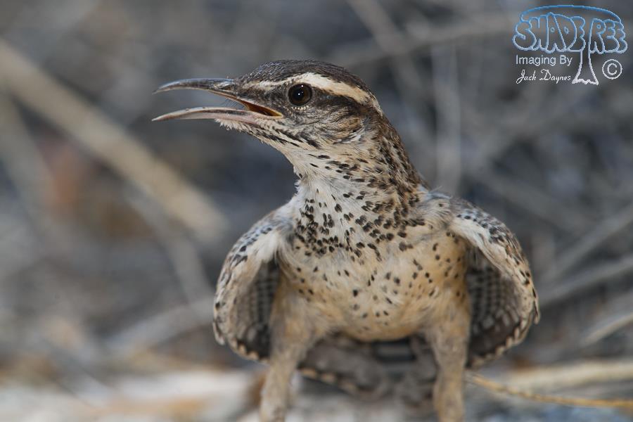 Cactus Wren - Campylorhynchus brunneicapillus