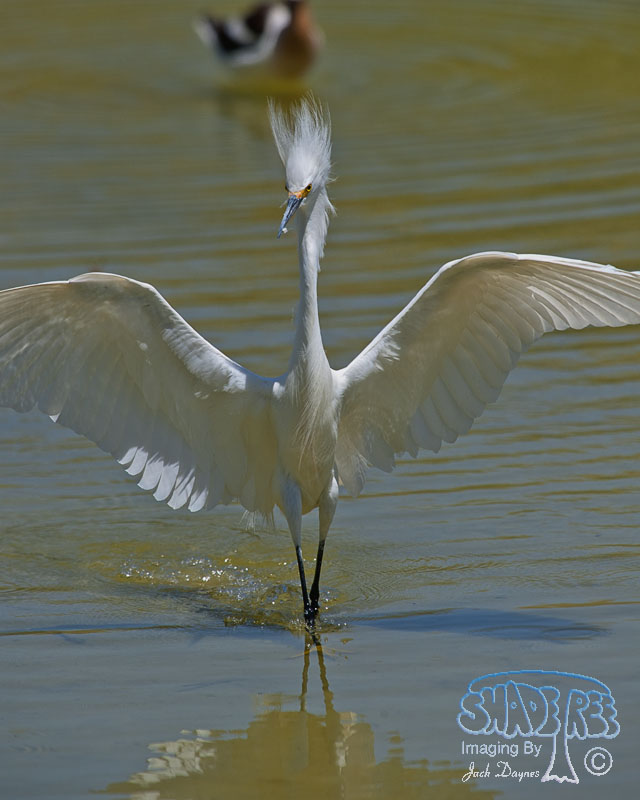 Snowy Egret - Egretta thula