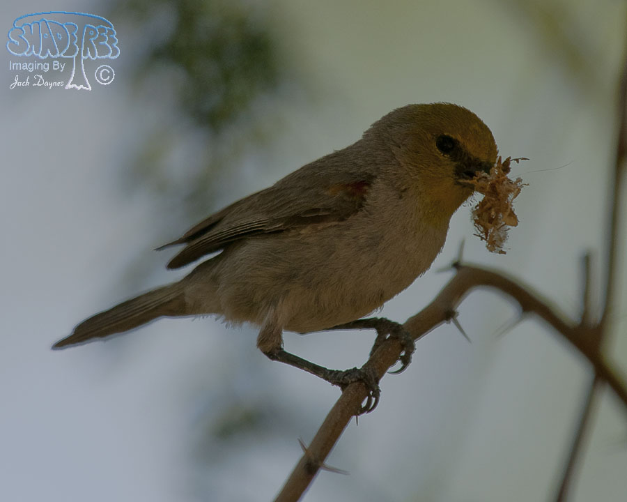 Verdin - Auriparus flaviceps