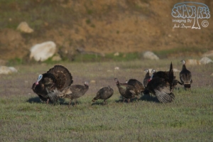 2012-03-30 Borrego Turkey Shoot