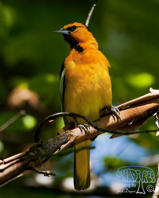 Bullock's Oriole - Icterus bullockii