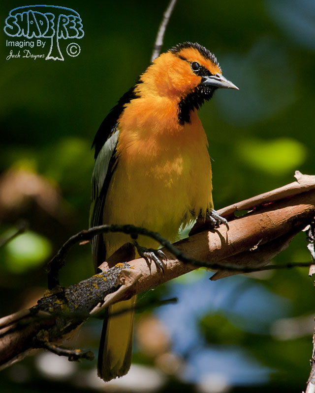 Bullock's Oriole - Icterus bullockii