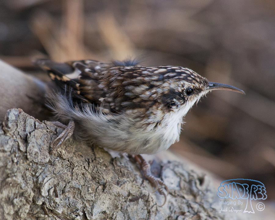 Brown Creeper - Certhia americana