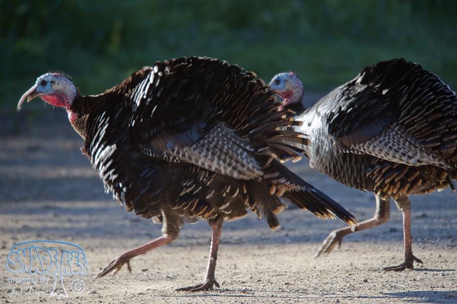Wild Turkey - Meleagris gallopavo