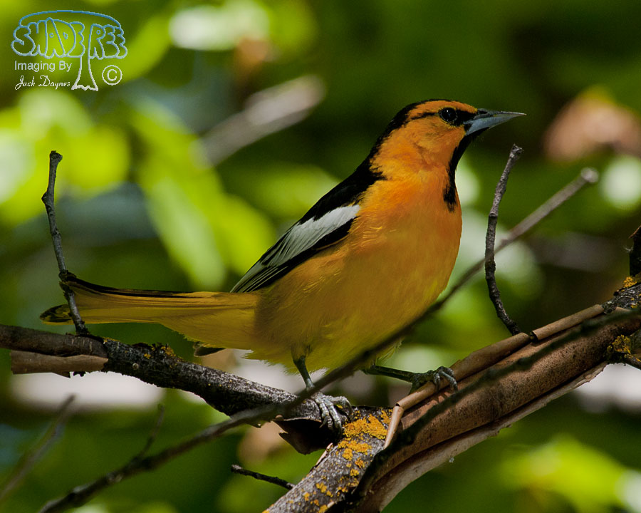 Bullock's Oriole - Icterus bullockii