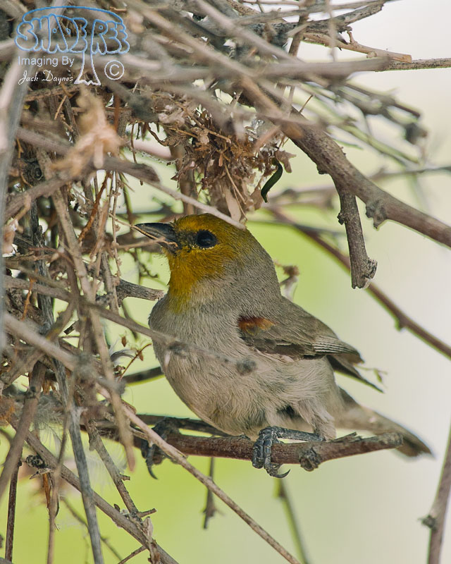 Verdin - Auriparus flaviceps
