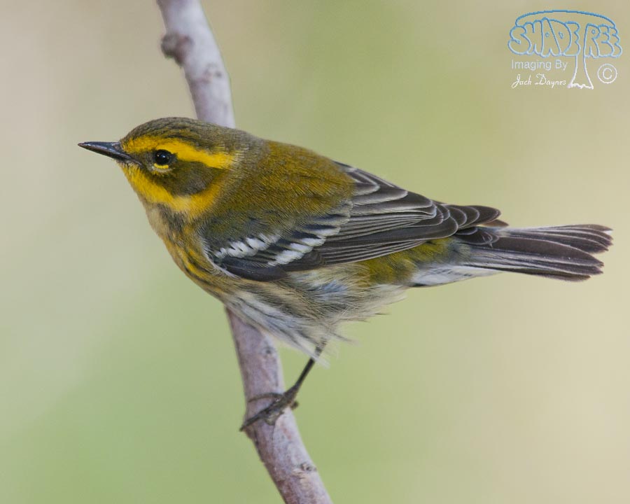 Townsend's Warbler - Setophaga townsendi