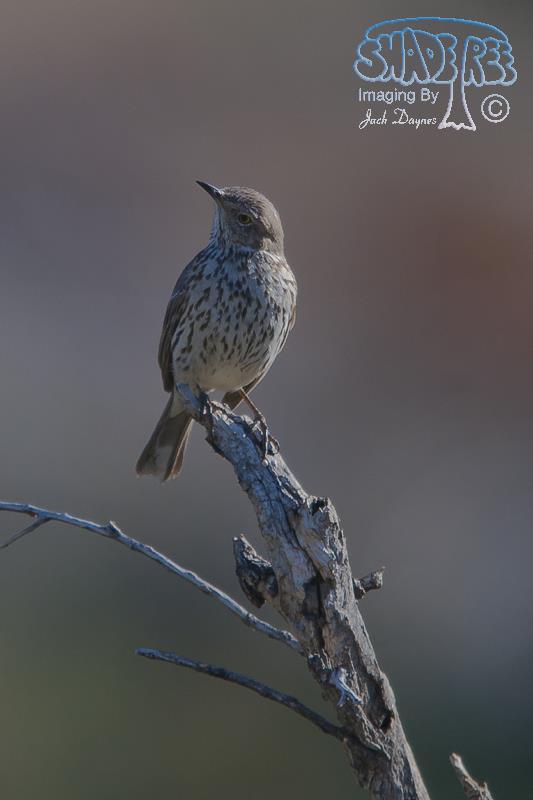 Sage Thrasher - Oreoscoptes montanus