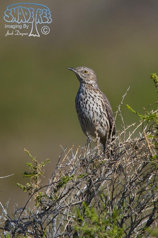 Sage Thrasher - Oreoscoptes montanus