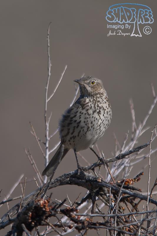 Sage Thrasher - Oreoscoptes montanus