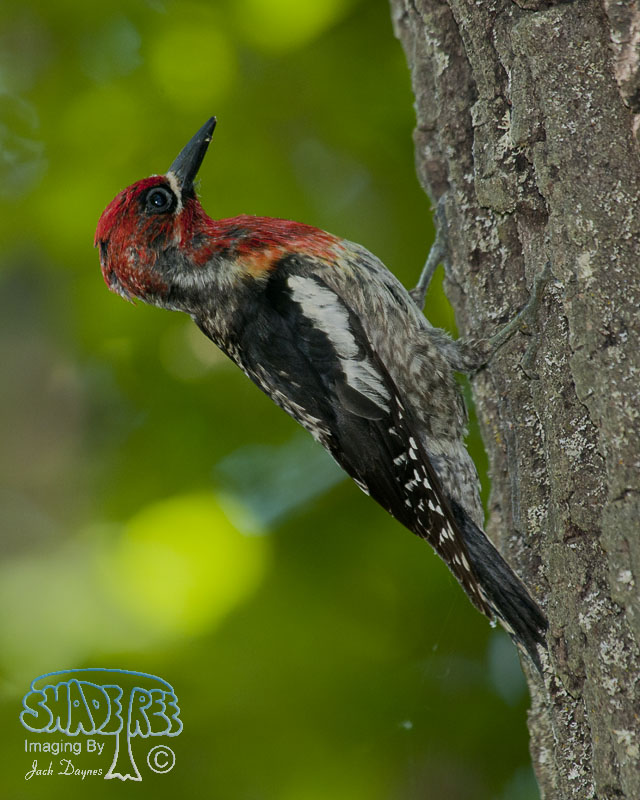 Red-Breasted Sapsucker - Sphyrapicus ruber