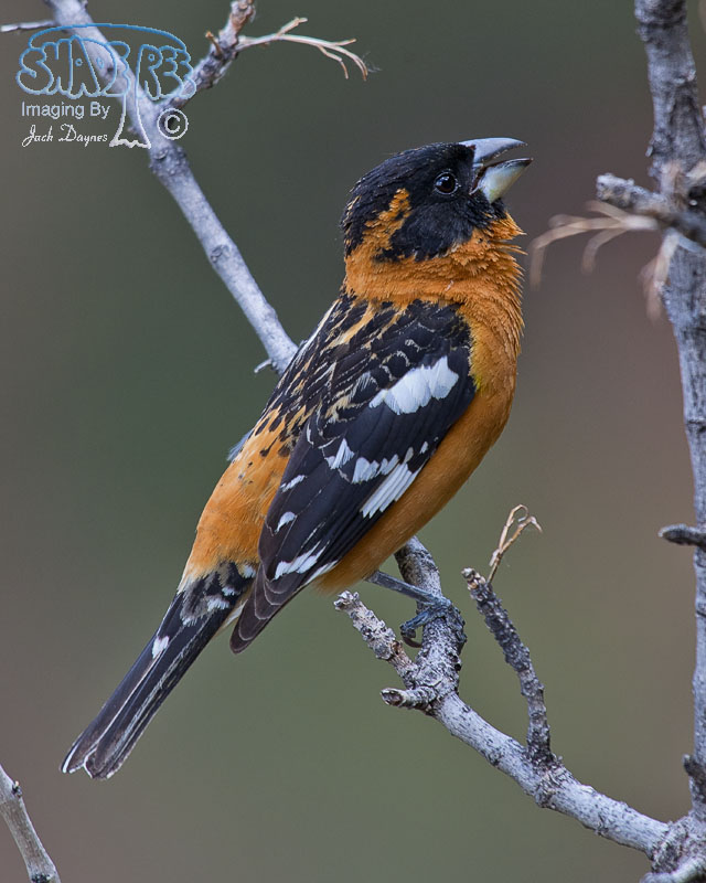 Black-Headed Grosbeak - Pheucticus melanocephalus