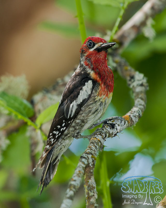 Red-Breasted Sapsucker - Sphyrapicus ruber