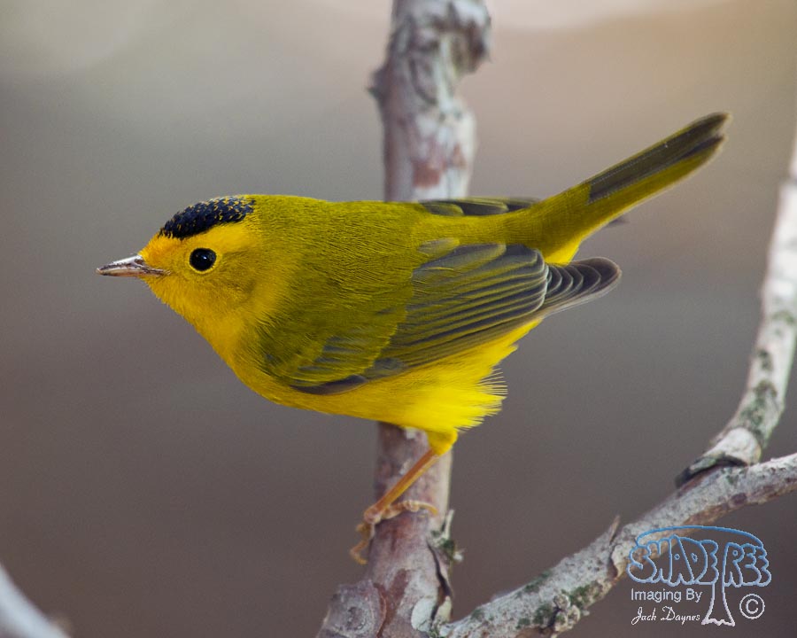 Wilson's Warbler - Cardellina pusilla