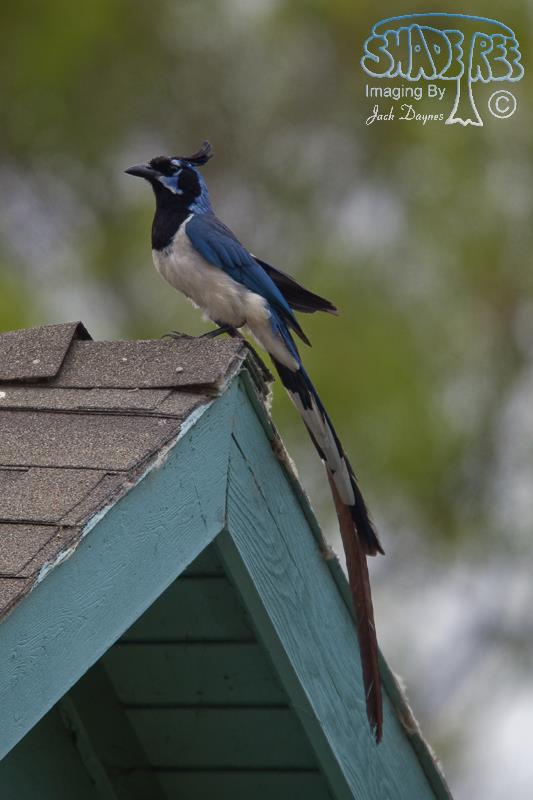 Black-Throated Magpie-Jay - Calocitta colliei