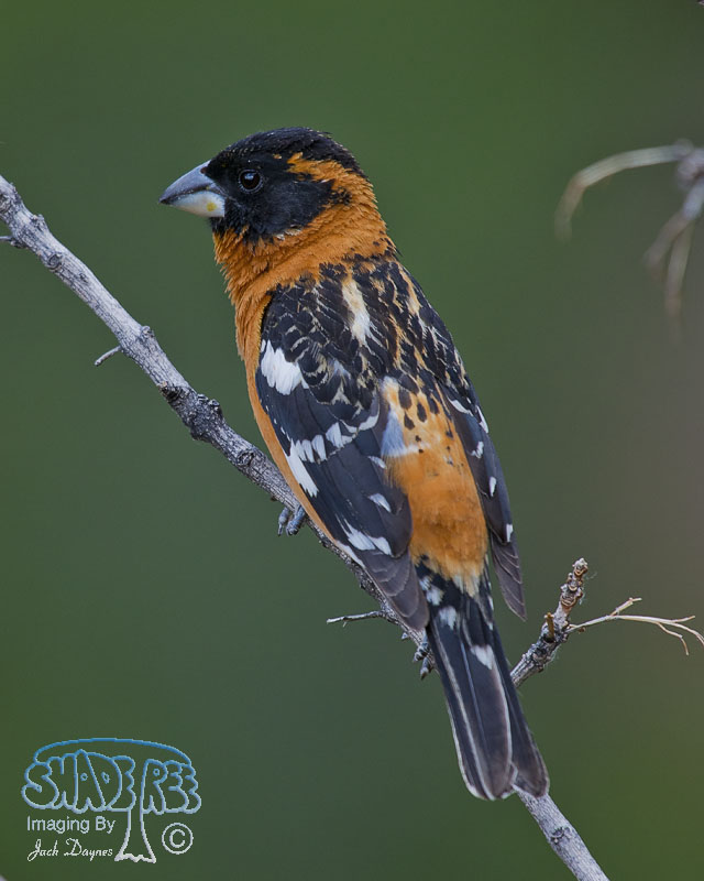 Black-Headed Grosbeak - Pheucticus melanocephalus