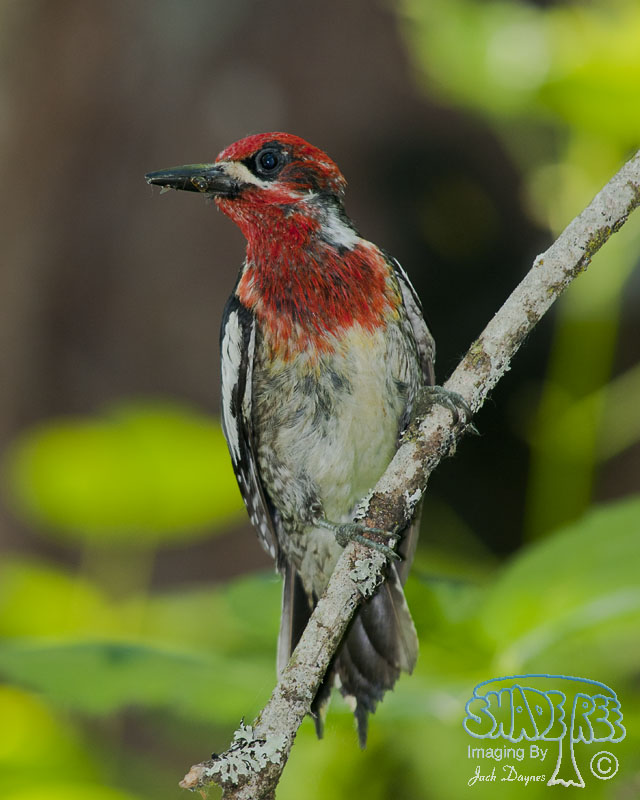 Red-Breasted Sapsucker - Sphyrapicus ruber
