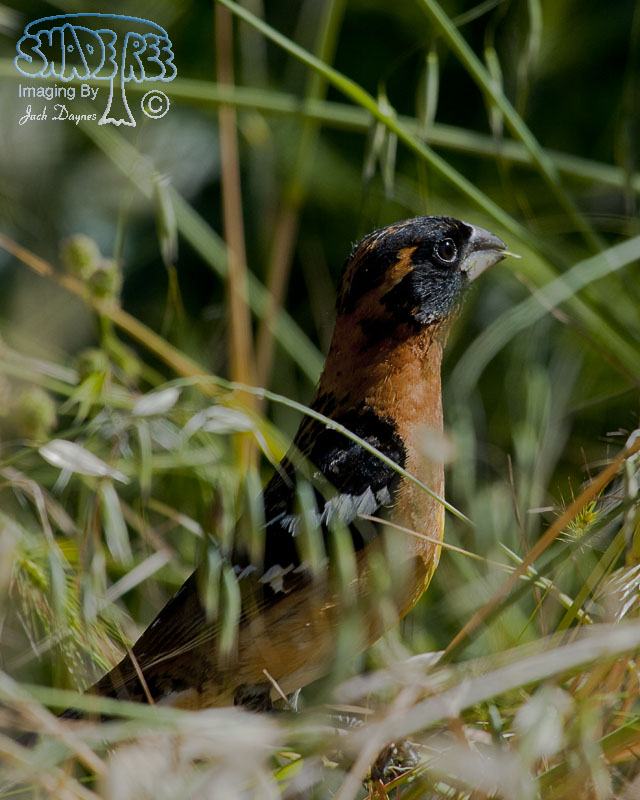 Black-Headed Grosbeak - Pheucticus melanocephalus