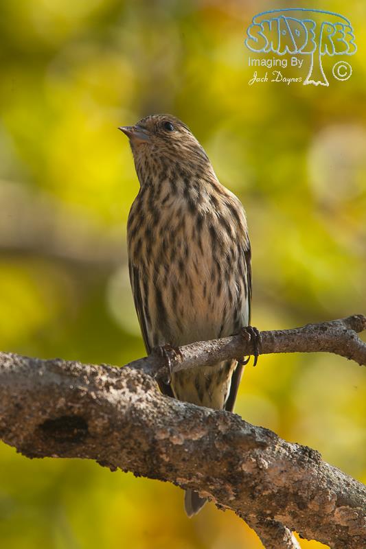 Pine Siskin - Spinus pinus