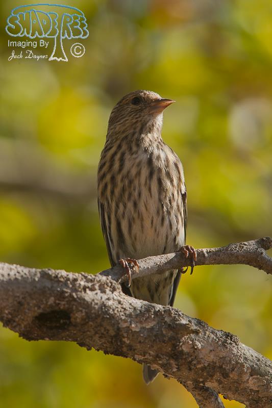 Pine Siskin - Spinus pinus