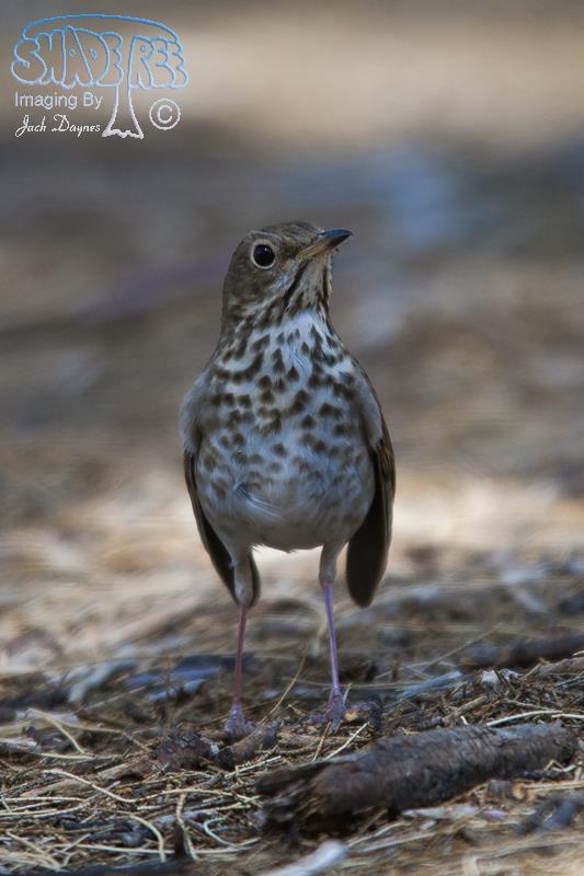 Hermit Thrush - Catharus guttatus
