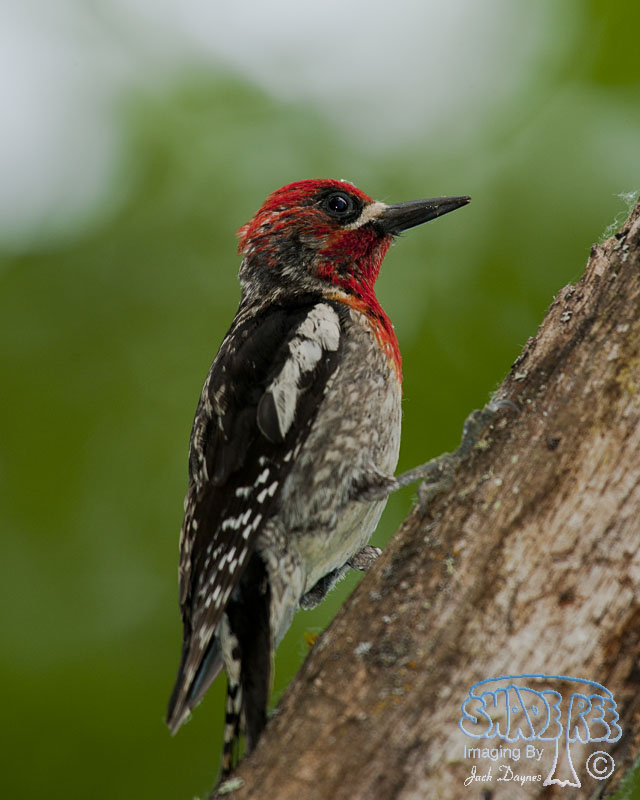 Red-Breasted Sapsucker - Sphyrapicus ruber