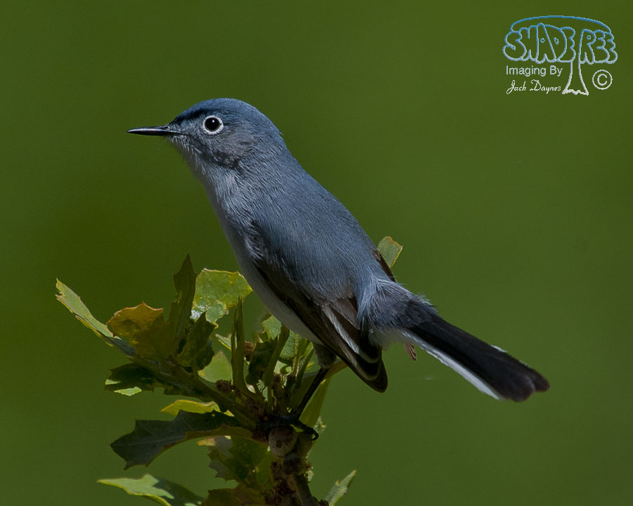 Blue-Gray Gnatcatcher - Polioptila caerulea