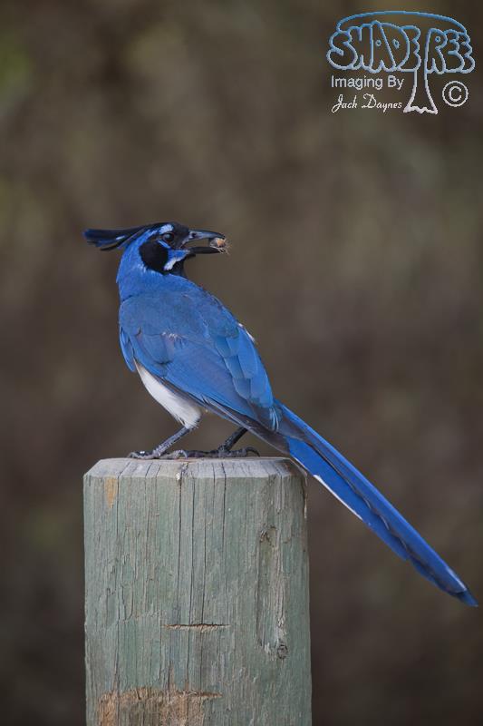 Black-Throated Magpie-Jay - Calocitta colliei