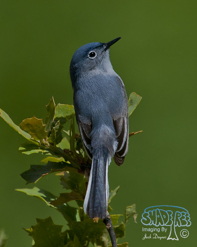 Blue-Gray Gnatcatcher - Polioptila caerulea