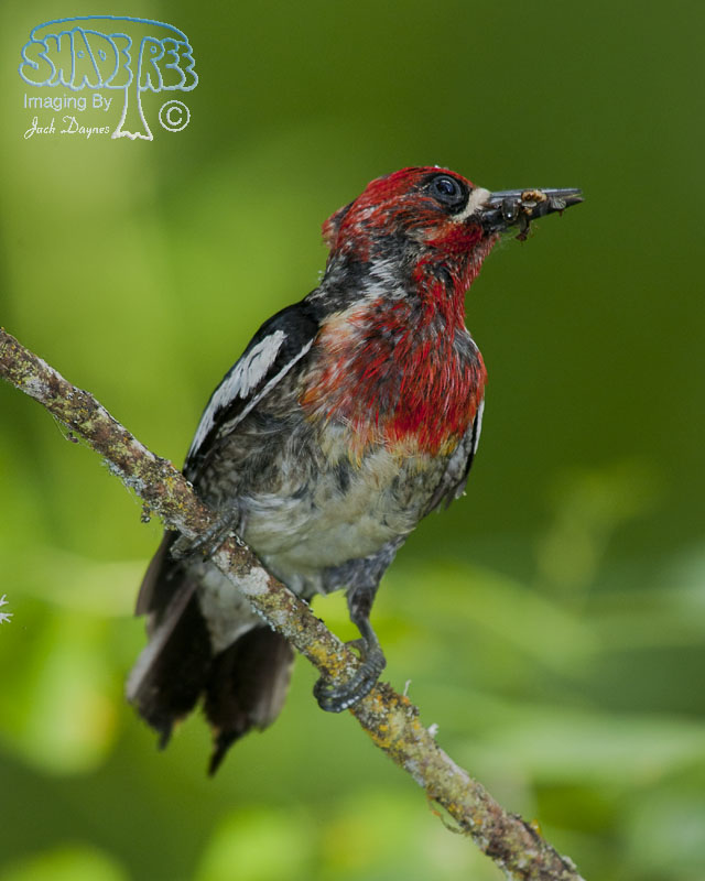 Red-Breasted Sapsucker - Sphyrapicus ruber