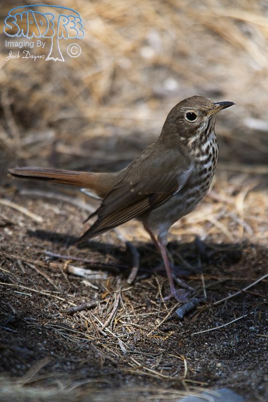 Hermit Thrush - Catharus guttatus