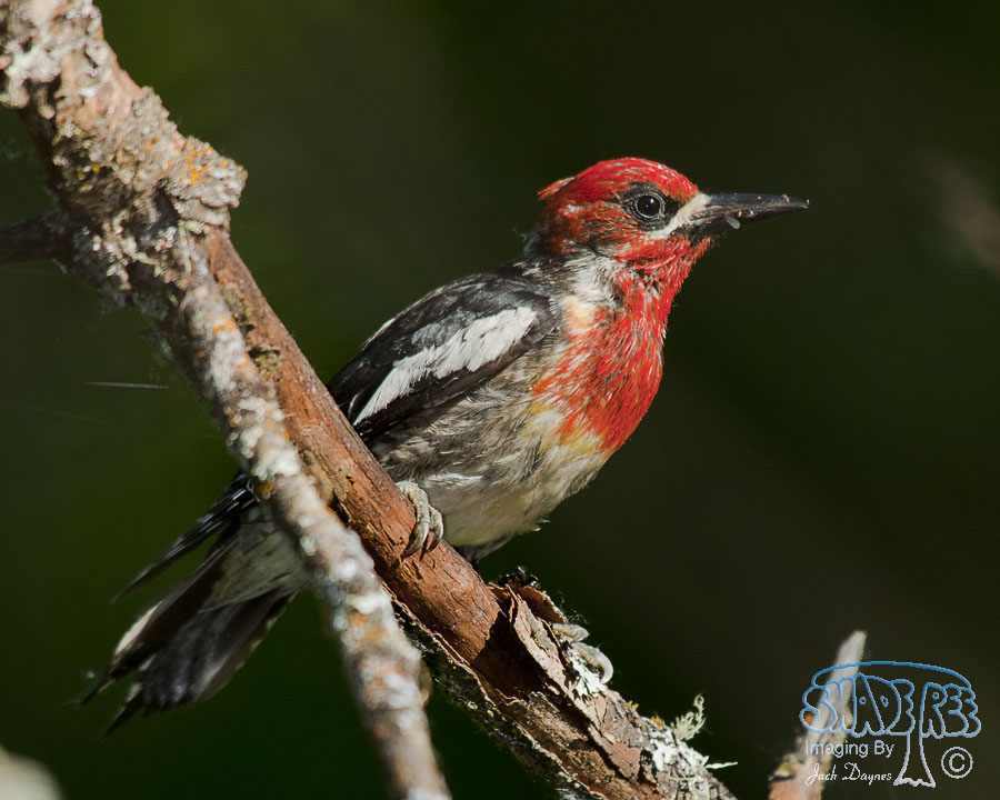 Red-Breasted Sapsucker - Sphyrapicus ruber