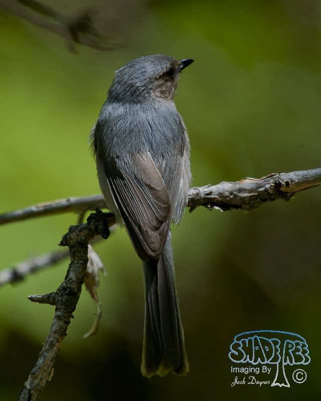 Bushtit - Psaltriparus minimus