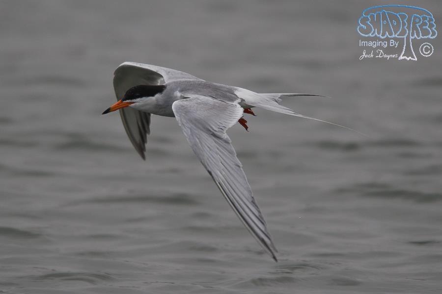 Forster's Tern - Sterna forsteri