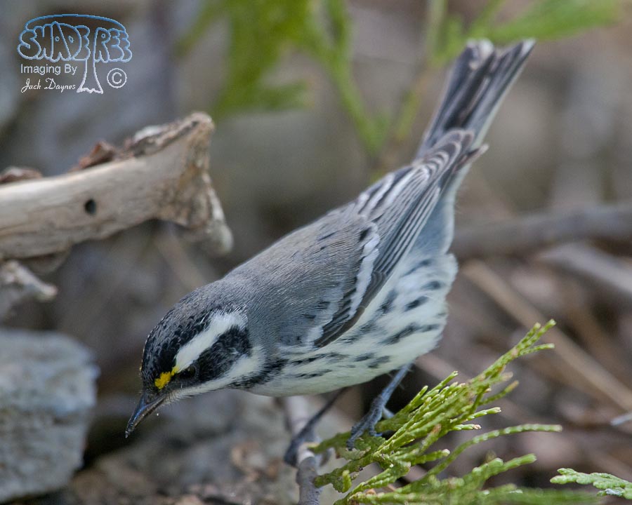 Black-Throated Gray Warbler - Dendroica nigrescens