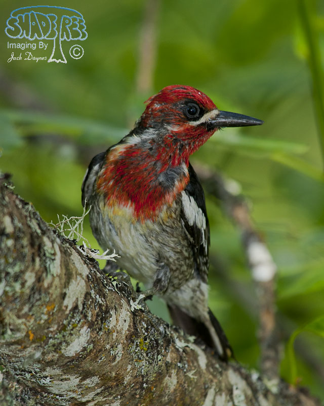 Red-Breasted Sapsucker - Sphyrapicus ruber