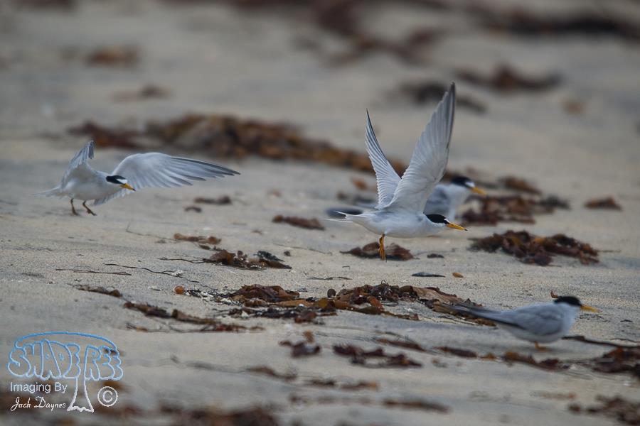 Least Tern - Sternula antillarum