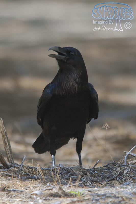 Common Raven - Corvus corax