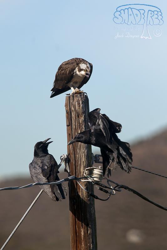 Osprey - Pandion haliaetus
