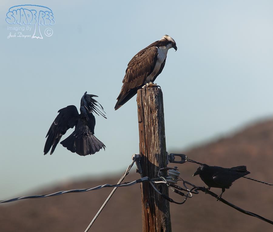 Osprey - Pandion haliaetus