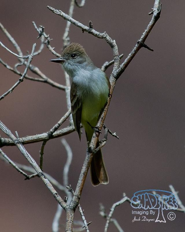 Ash-Throated Flycatcher - Myiarchus cinerascens