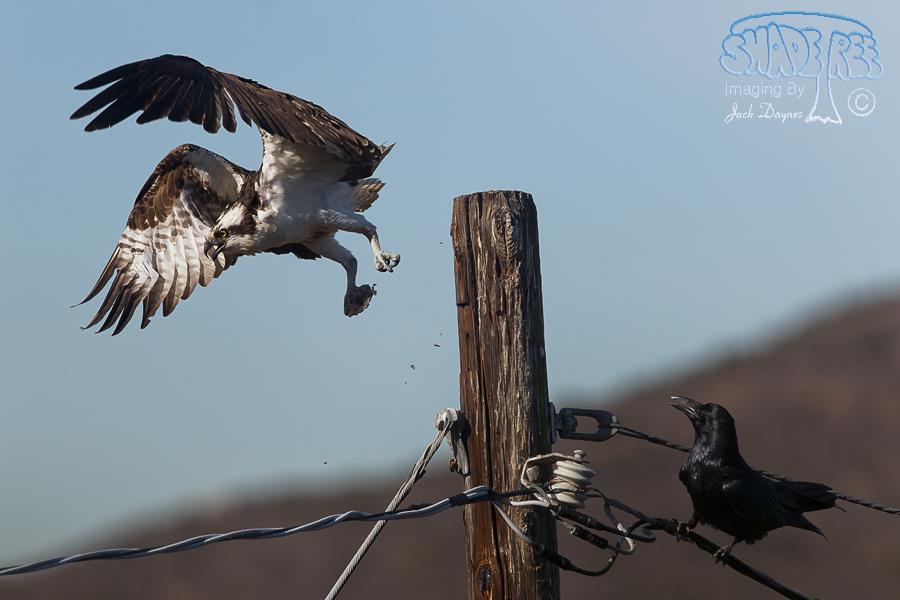 Osprey - Pandion haliaetus
