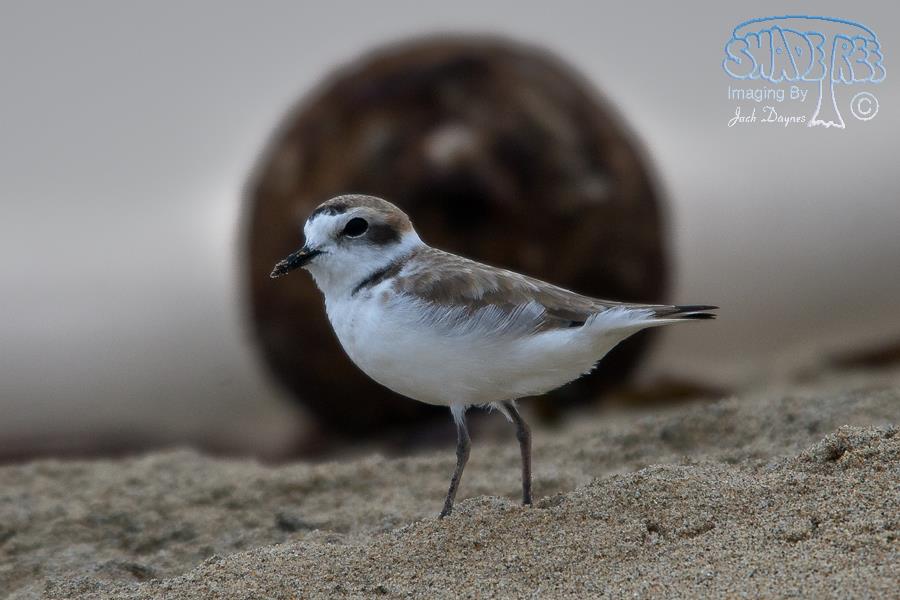 Snowy Plover - Charadrius alexandrinus