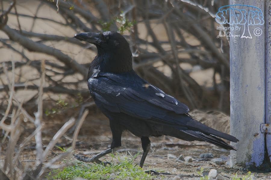 Common Raven - Corvus corax