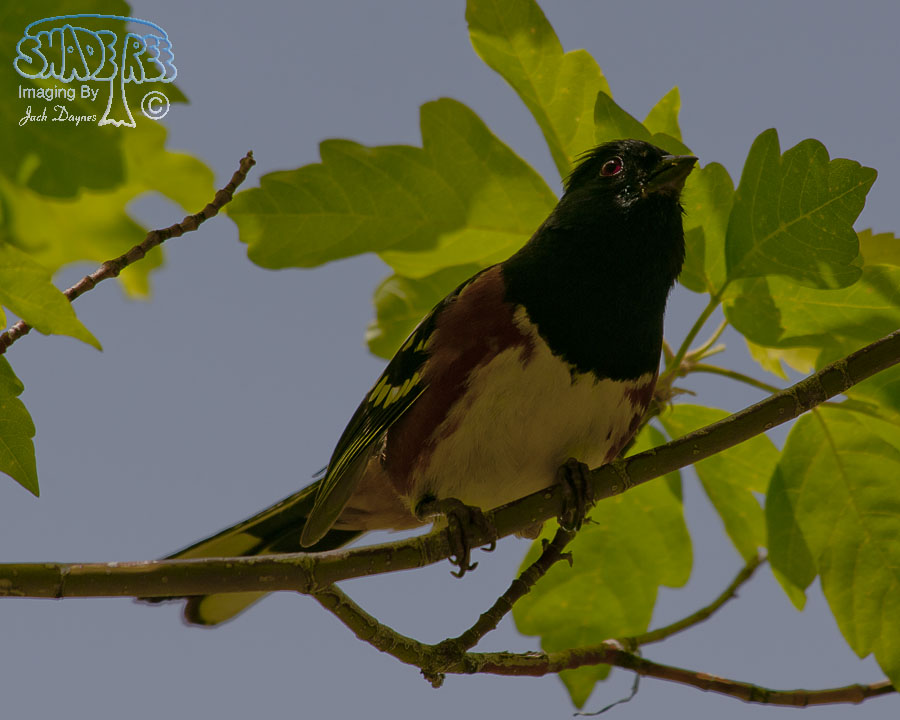 Spotted Towhee - Pipilo maculatus