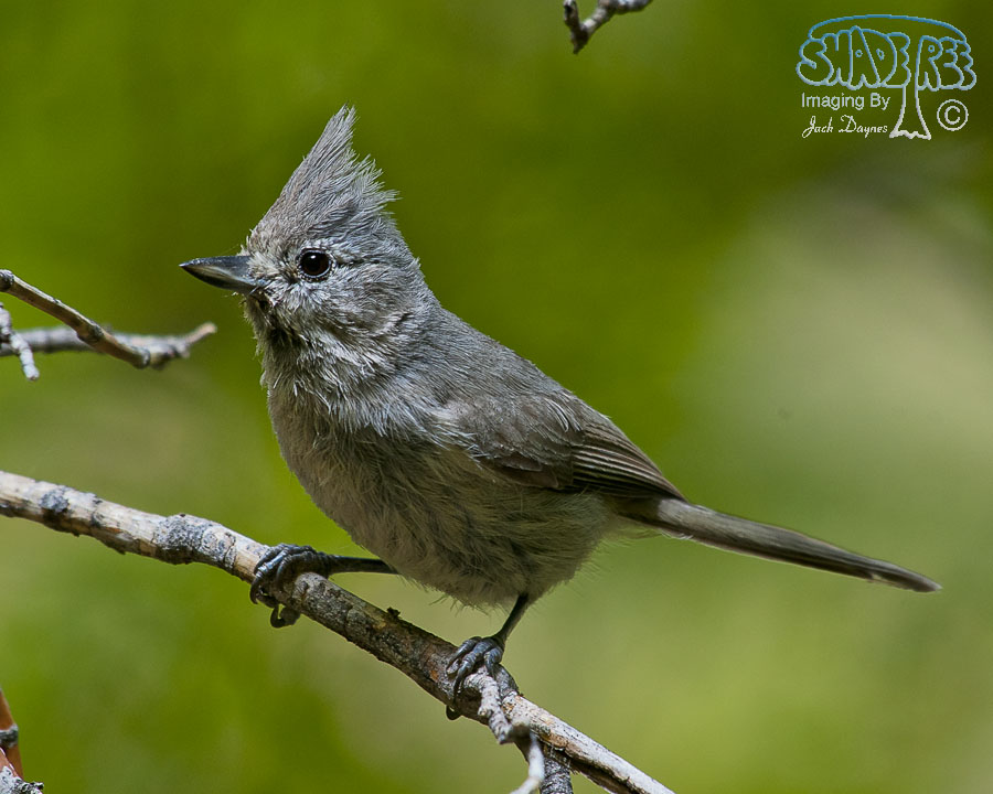 Juniper Titmouse - Baeolophus ridgwayi