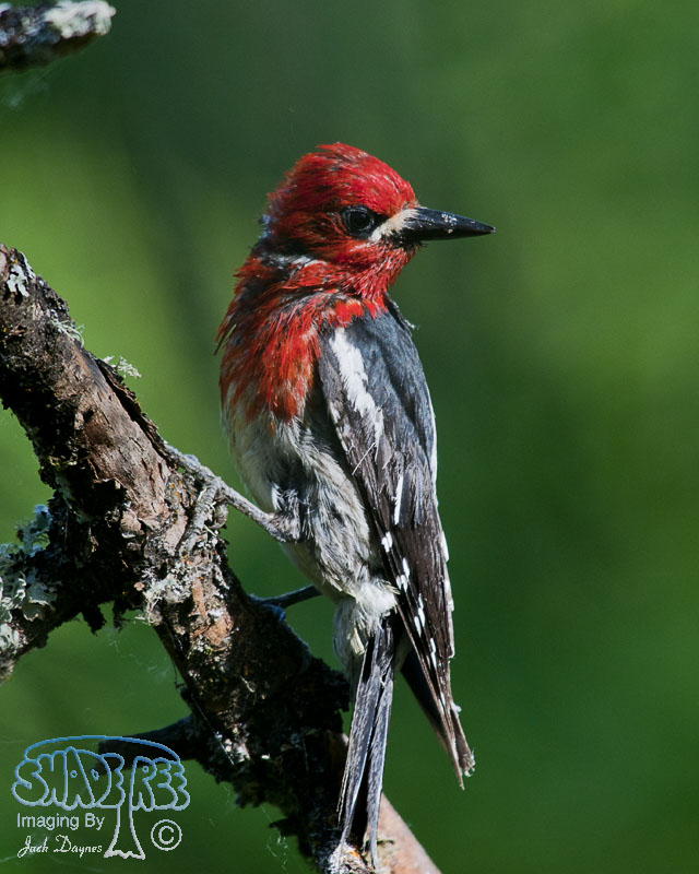 Red-Breasted Sapsucker - Sphyrapicus ruber