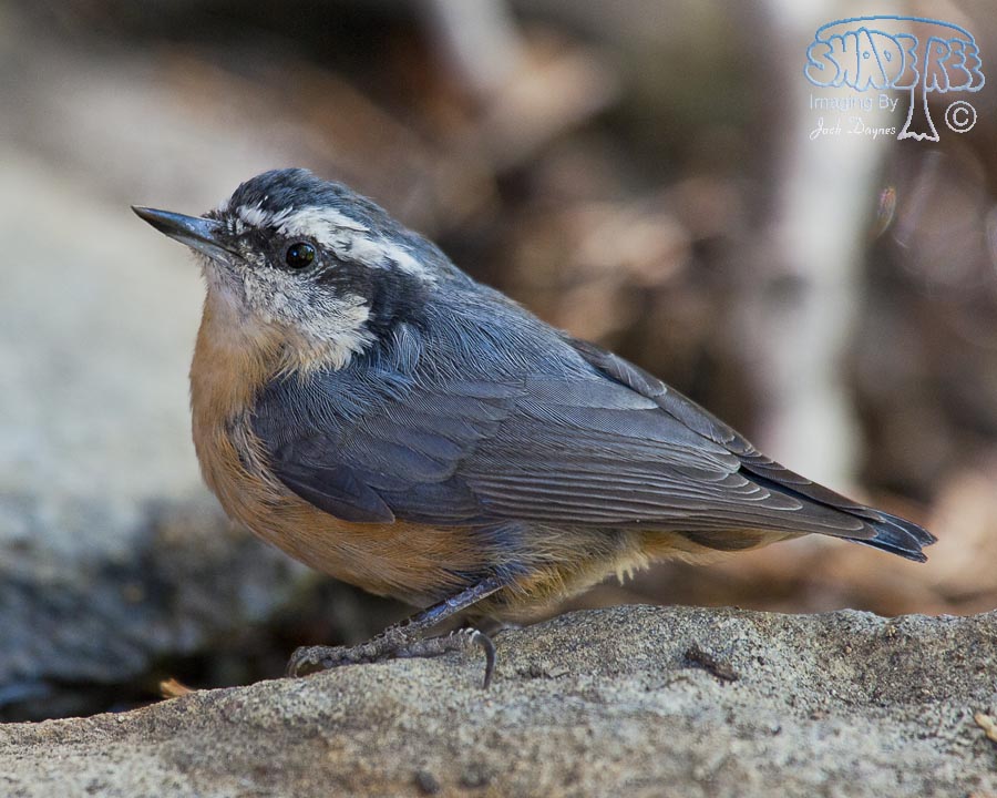 Red-Breasted Nuthatch - Sitta canadensis